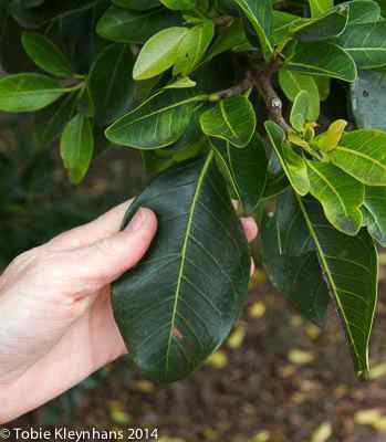 Leaf is large